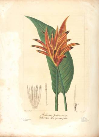 Heliconia psittacorum