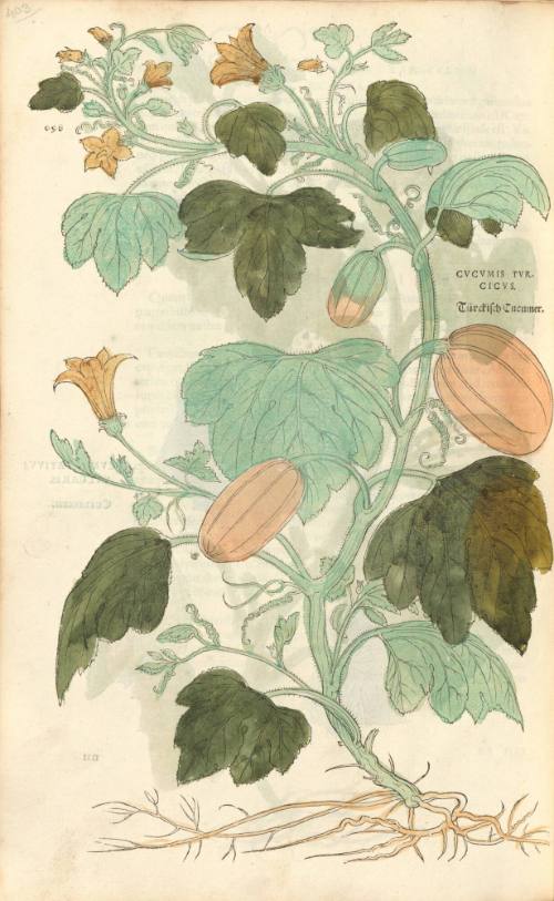 Cucumis Turcicus