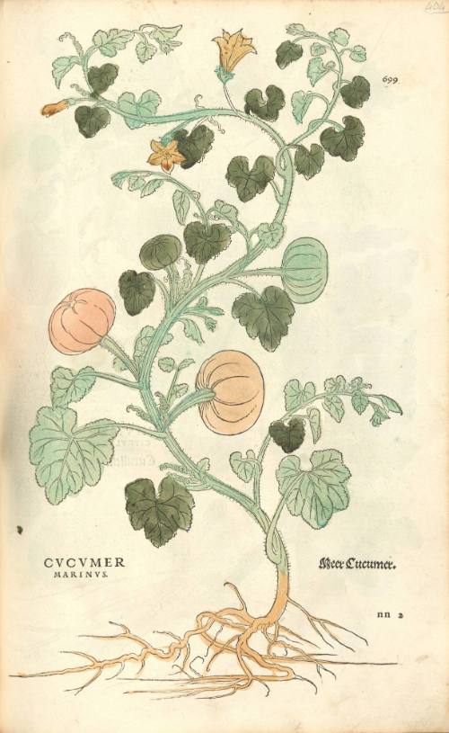 Cucumer Marinus