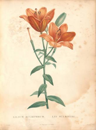 Lilium Bulbiferum