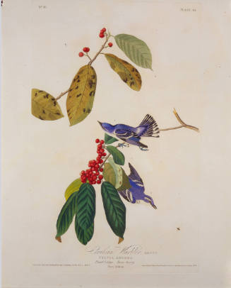 Cerulean Warbler