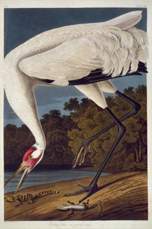 Whooping Crane