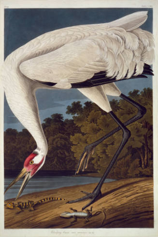 Whooping Crane