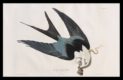 Swallow-tailed Hawk