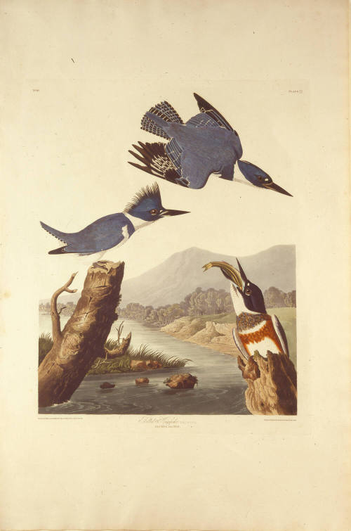 Belted Kingfisher