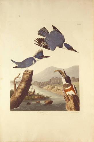Belted Kingfisher