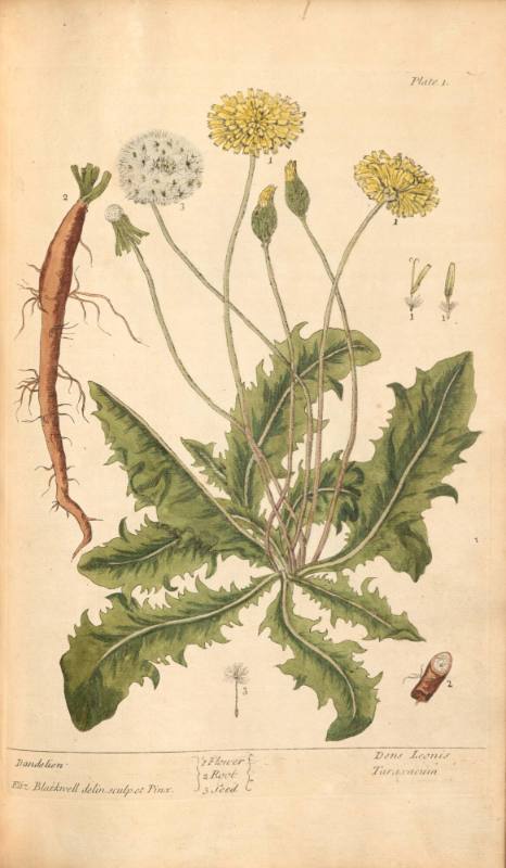 Dandelion