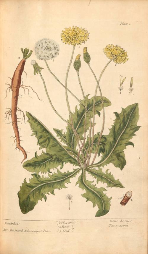 Dandelion