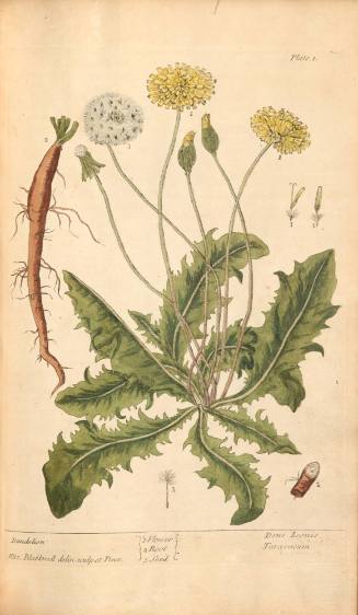 Dandelion