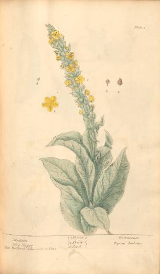 Mullein or Hig Taper