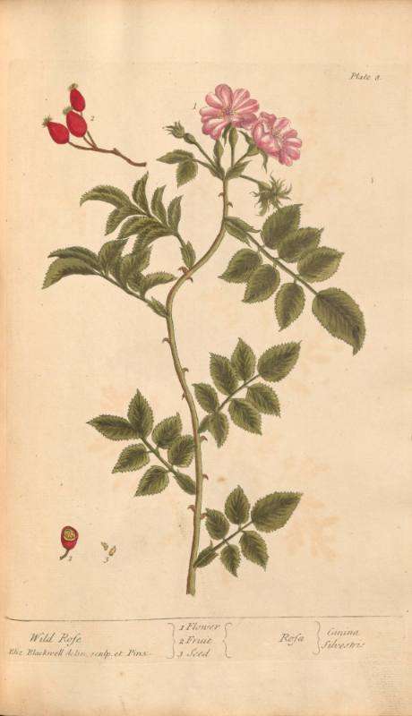 Wild Rose