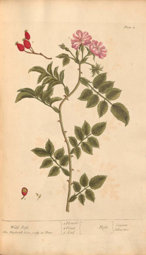 Wild Rose