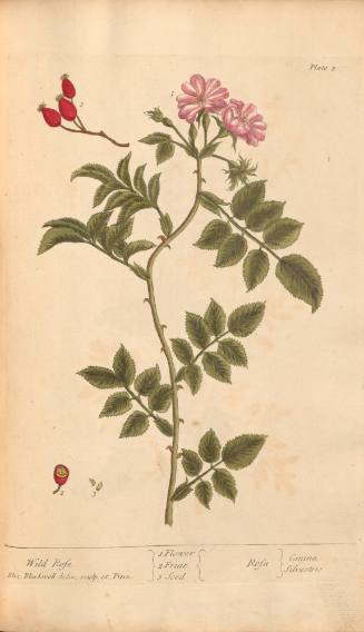 Wild Rose