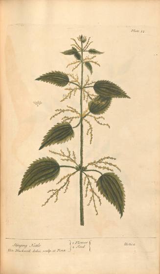 Stinging Nettle