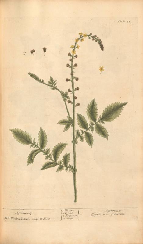 Agrimony