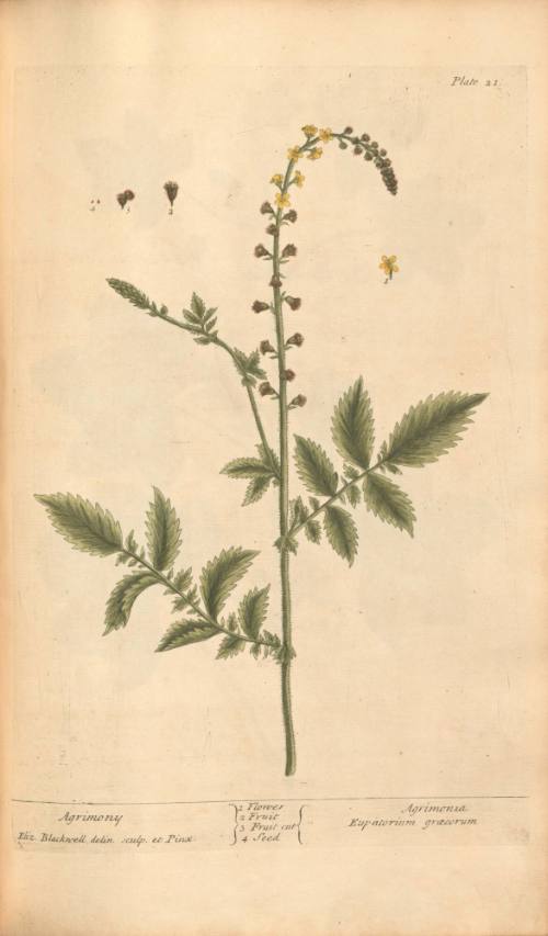 Agrimony