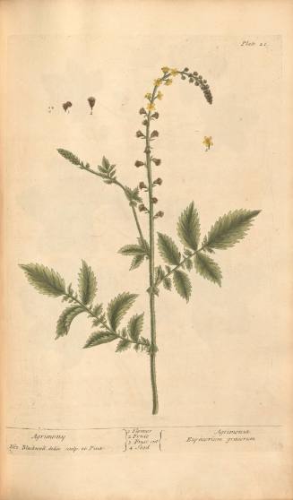 Agrimony