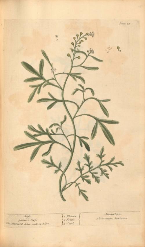 Cress or Garden Cress