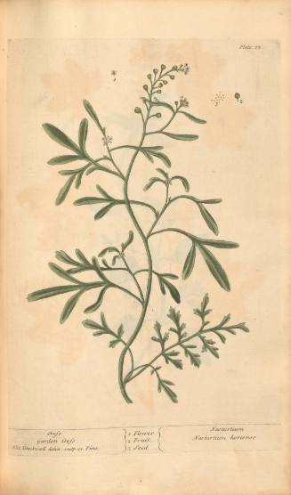 Cress or Garden Cress