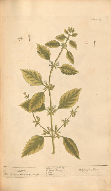 Balm