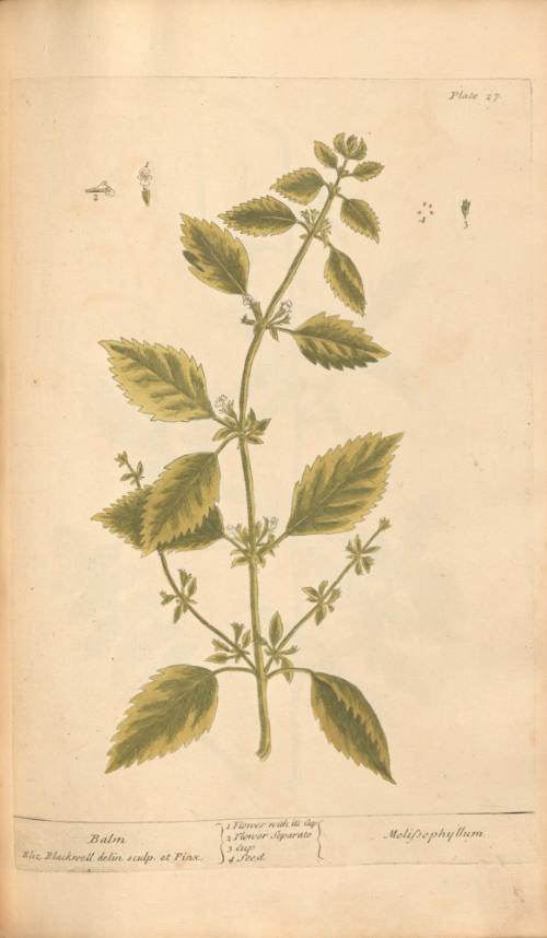 Balm
