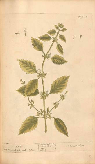Balm
