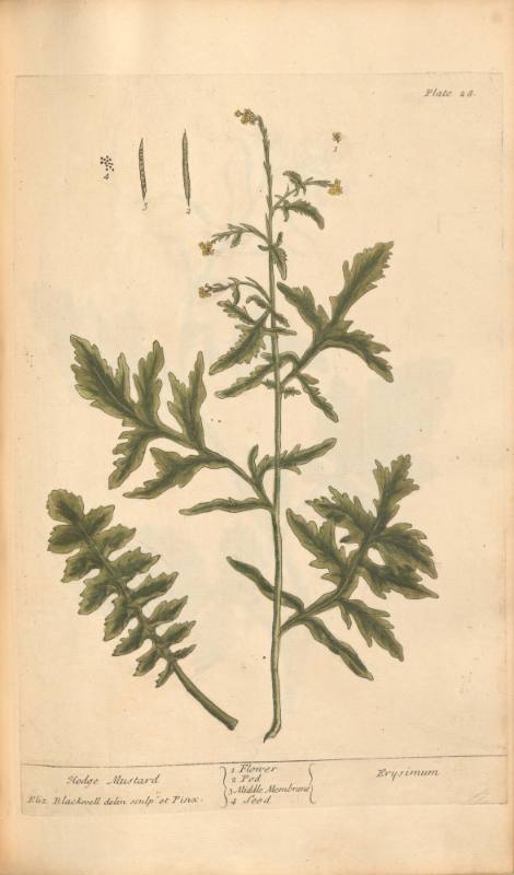 Hedge Mustard