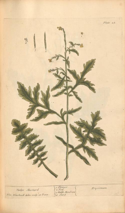 Hedge Mustard