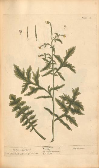 Hedge Mustard