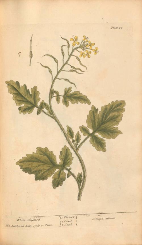 White Mustard