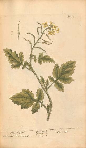White Mustard