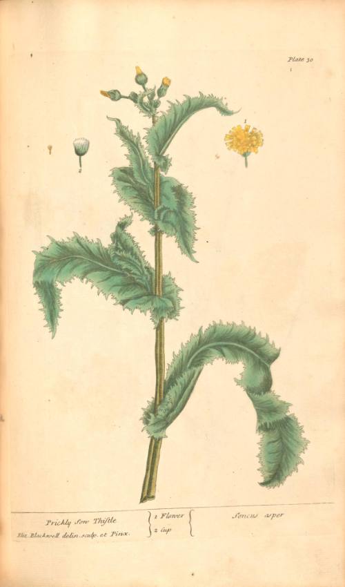 Prickly Sow Thistle