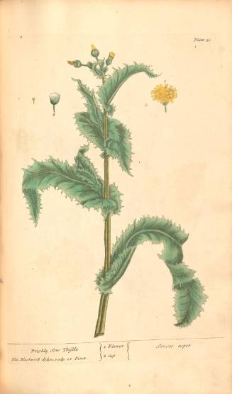 Prickly Sow Thistle