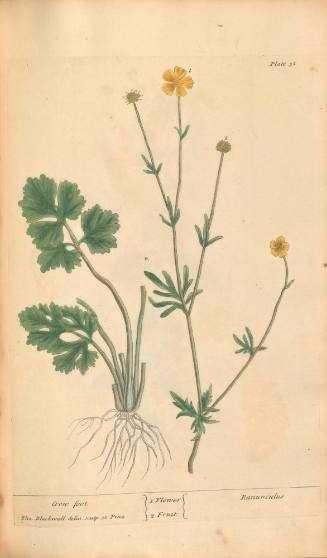 Crow Foot
