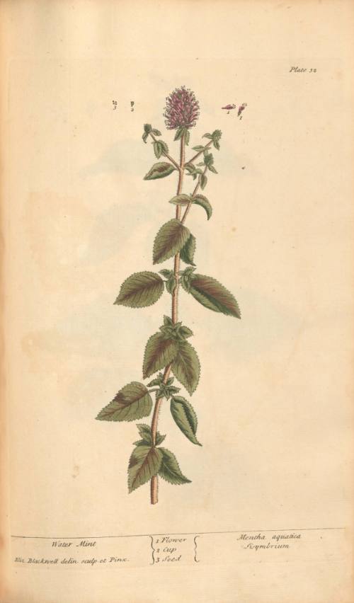 Water Mint
