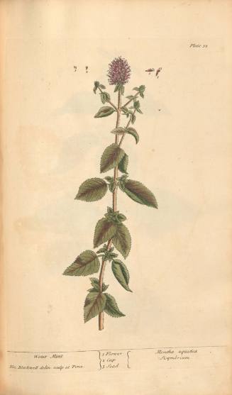 Water Mint
