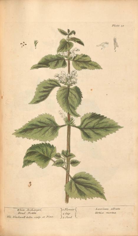 White Archangel or Dead Nettle