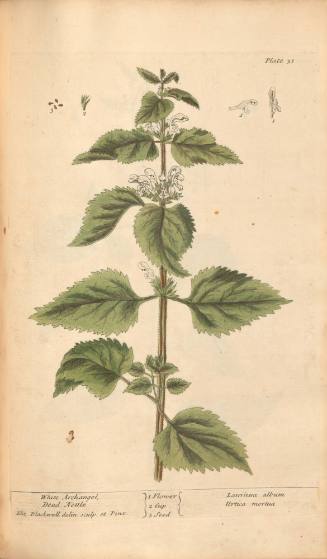 White Archangel or Dead Nettle