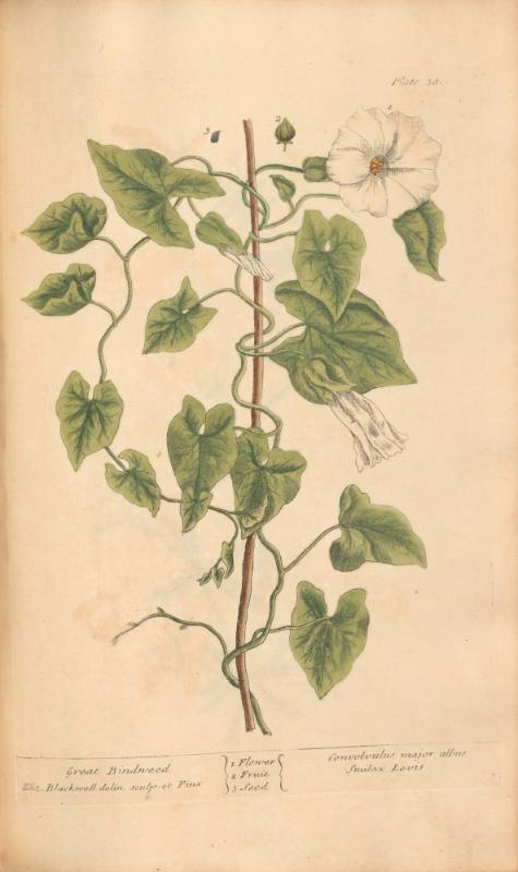 Great Bindweed