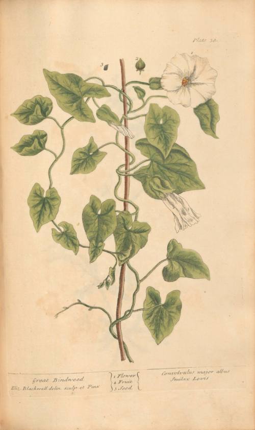 Great Bindweed