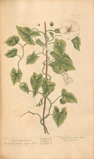 Great Bindweed