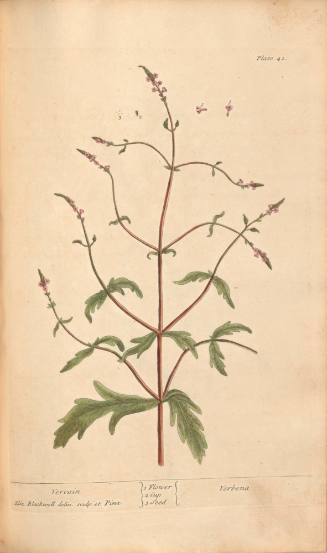 Vervain