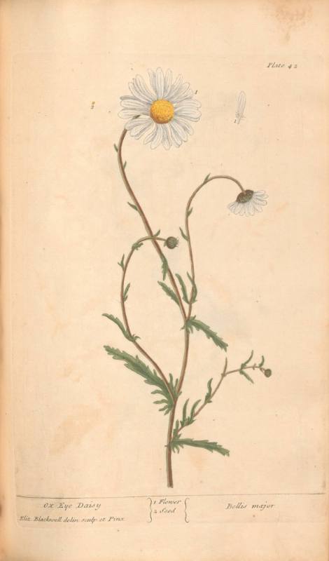 Ox-Eye Daisy