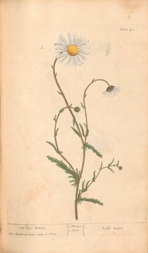 Ox-Eye Daisy
