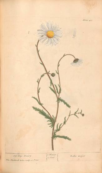 Ox-Eye Daisy