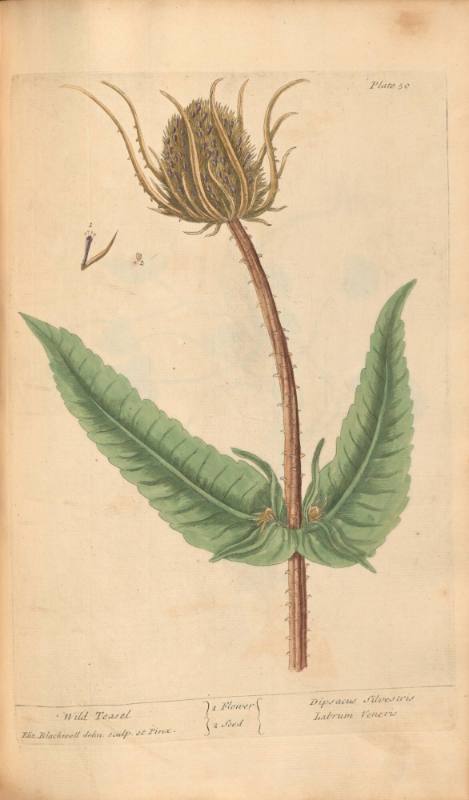 Wild Teasel