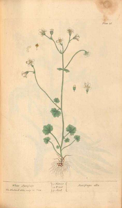 White Saxifrage