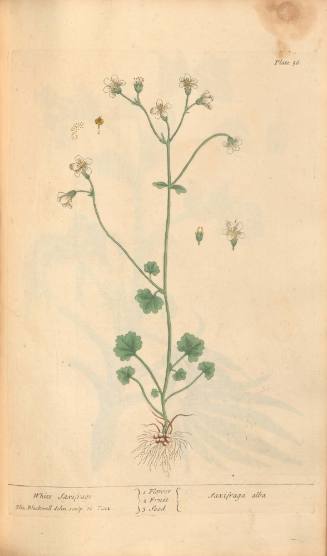 White Saxifrage