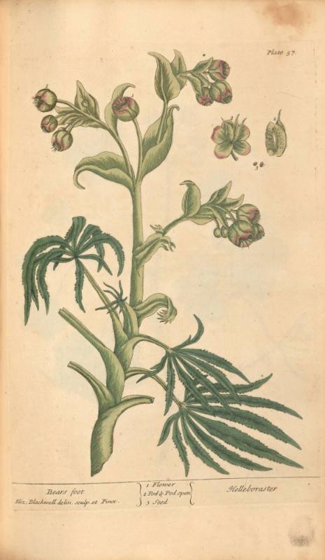 Bears Foot