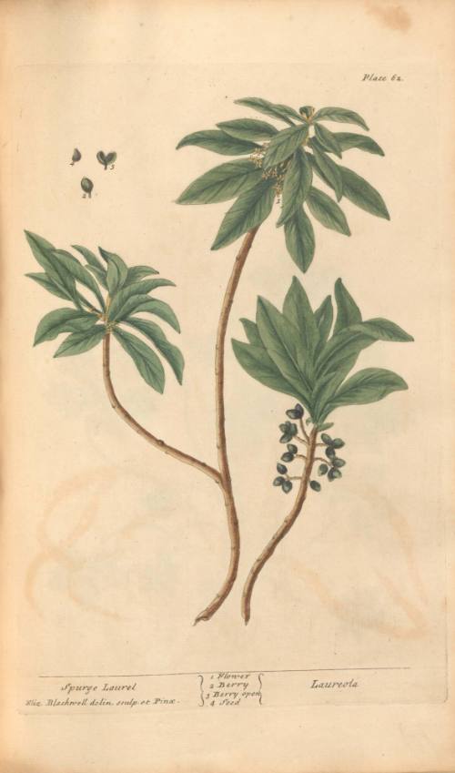 Spurge Laurel